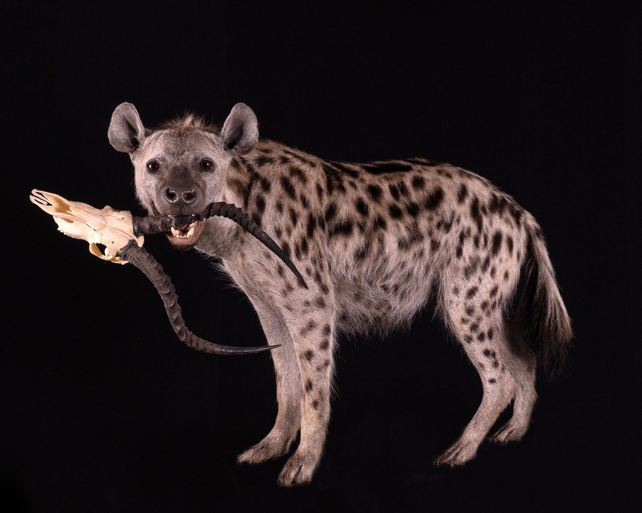 Spotted Hyena Full Mount